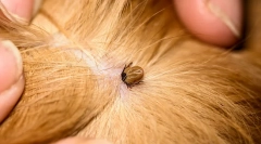 Hogyan húzza meg a kullancsot egy kutyában vagy macskában